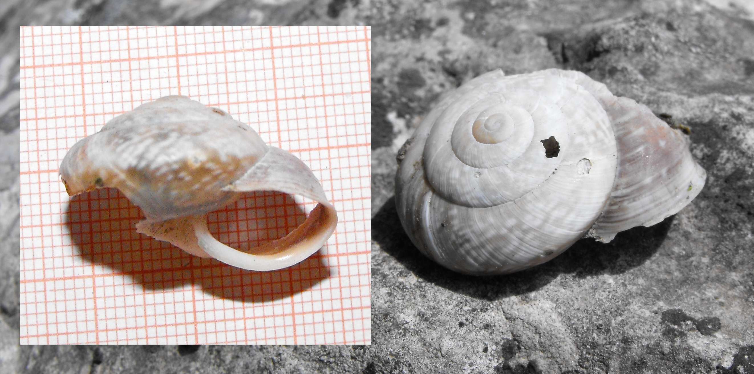 Chilostoma cingulatum tigrinum a quasi 2000 metri di quota